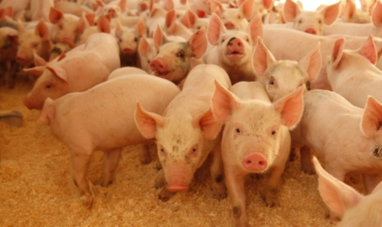 Lantz Hogs